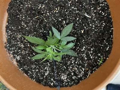 68D80266-C435-437F-8ADA-9A5DFD0B5C69.jpeg 68D80266-C435-437F-8ADA-9A5DFD0B5C69.jpeg