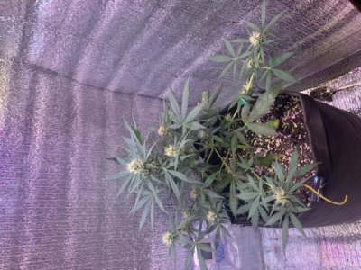 850522B3-3360-492D-A871-2ED749457187.jpeg 850522B3-3360-492D-A871-2ED749457187.jpeg