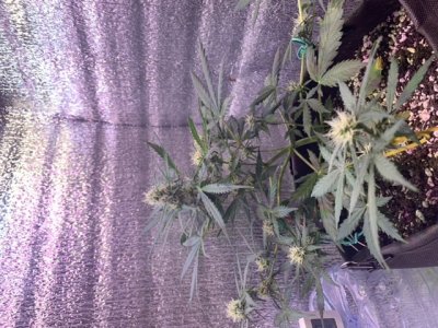 3AA7DED5-DC7E-4DE5-838F-AEED77054C84.jpeg 3AA7DED5-DC7E-4DE5-838F-AEED77054C84.jpeg