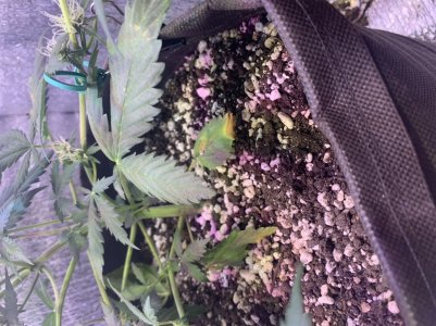 9575B4C0-A991-4B62-AAB4-AB47BA3D053C.jpeg 9575B4C0-A991-4B62-AAB4-AB47BA3D053C.jpeg