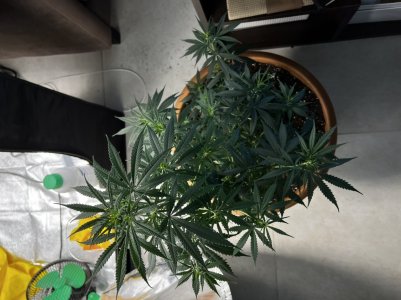 E0F52DFD-9E34-4C87-BF2A-5B9377960A75.jpeg E0F52DFD-9E34-4C87-BF2A-5B9377960A75.jpeg