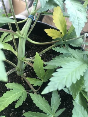 260CAF90-798D-46F2-8787-0B0597151637.jpeg 260CAF90-798D-46F2-8787-0B0597151637.jpeg