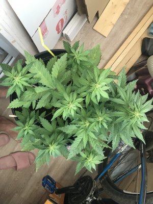 21979416-208D-419A-BB03-7706783D807D.jpeg 21979416-208D-419A-BB03-7706783D807D.jpeg