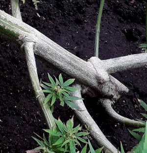 dos-vi-dos-auto-fem-Semyanich__z5xXYUrJeZq1TCYH.jpg dos-vi-dos-auto-fem-Semyanich__z5xXYUrJeZq1TCYH.jpg