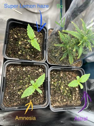 ACEC1E2E-5A11-437A-A1E8-A0B3C44C6E7B.jpeg ACEC1E2E-5A11-437A-A1E8-A0B3C44C6E7B.jpeg