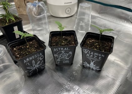 ABDE73D4-CE78-4C8E-9EDB-D2DA6D3170FA.jpeg ABDE73D4-CE78-4C8E-9EDB-D2DA6D3170FA.jpeg