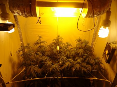 DSC00336.jpg DSC00336.jpg