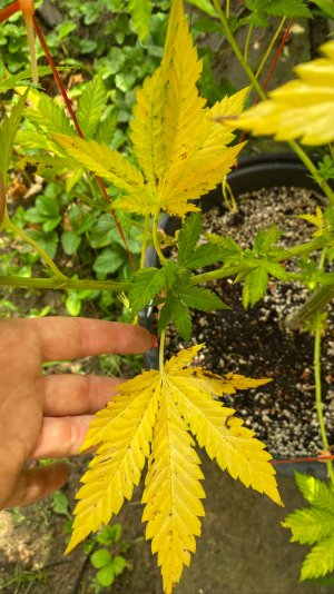 C1105B85-0B5C-483C-A165-C3F7A774510D.jpeg C1105B85-0B5C-483C-A165-C3F7A774510D.jpeg