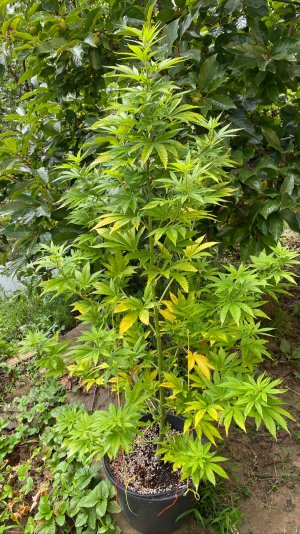 7ADEAD2D-C1D6-4AC2-B6BF-FFEC3C48B7BA.jpeg 7ADEAD2D-C1D6-4AC2-B6BF-FFEC3C48B7BA.jpeg