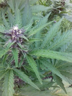 20160522_074115.jpg 20160522_074115.jpg