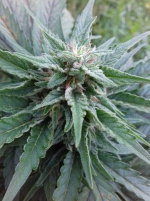 20160522_074527.jpg 20160522_074527.jpg