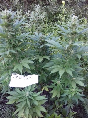 20160522_075216.jpg 20160522_075216.jpg