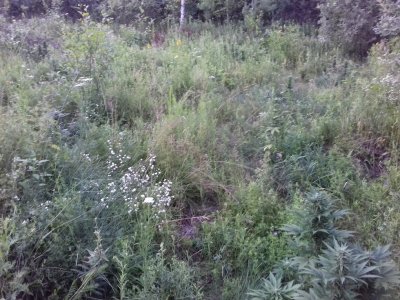 20160522_075236.jpg 20160522_075236.jpg