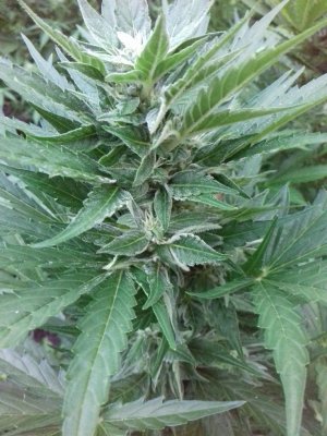 20160522_081049.jpg 20160522_081049.jpg