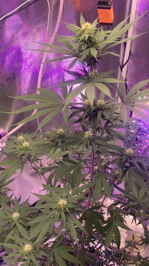 После кастрации.1.jpg