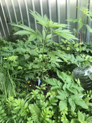 3E37D1FF-852D-4F45-BB66-E21E0AF0814B.jpeg 3E37D1FF-852D-4F45-BB66-E21E0AF0814B.jpeg