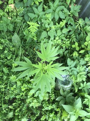 D7B93F2F-588D-4277-8706-2C41F7B560BF.jpeg D7B93F2F-588D-4277-8706-2C41F7B560BF.jpeg