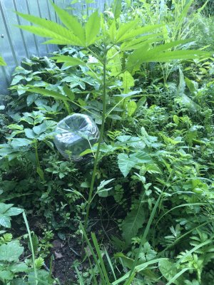 9BC99E56-2A6A-4110-A3F0-7E2F81E77A71.jpeg 9BC99E56-2A6A-4110-A3F0-7E2F81E77A71.jpeg