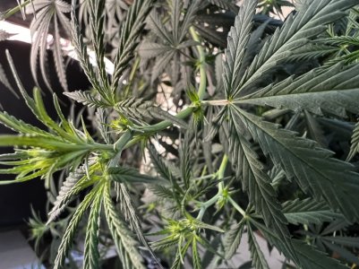 EECA9D57-1753-45F0-8EFC-75648BAC7D76.jpeg EECA9D57-1753-45F0-8EFC-75648BAC7D76.jpeg