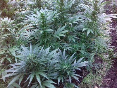 20160528_060646.jpg 20160528_060646.jpg