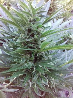 20160528_060918.jpg 20160528_060918.jpg