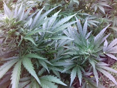 20160528_060705.jpg 20160528_060705.jpg