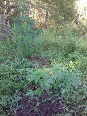 Slurricane IX 20160528_055622.jpg Slurricane IX 20160528_055622.jpg