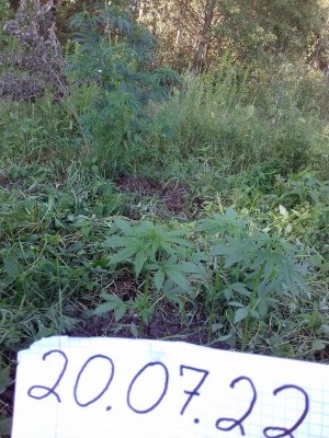 Slurricane IX 20160528_055638.jpg Slurricane IX 20160528_055638.jpg