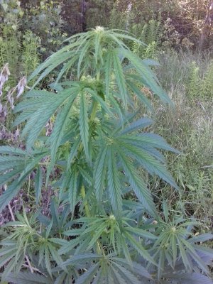 Slurricane IX 20160528_055726.jpg Slurricane IX 20160528_055726.jpg