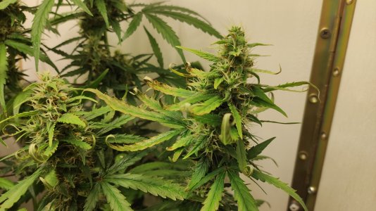 IMG_20220726_073612.jpg IMG_20220726_073612.jpg