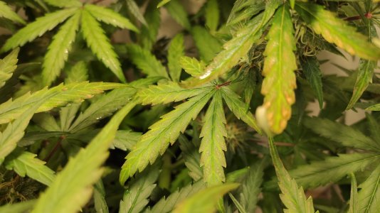 IMG_20220726_201404 — копия.jpg IMG_20220726_201404 — копия.jpg