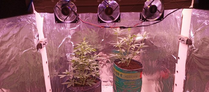 IMG_20220727_205048_581.jpg IMG_20220727_205048_581.jpg