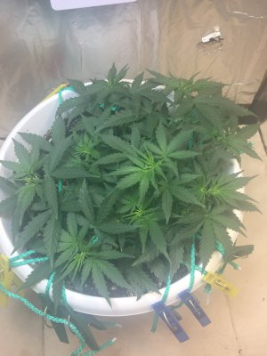 95850AC5-BB39-4692-934D-C4B296D4202C.jpeg 95850AC5-BB39-4692-934D-C4B296D4202C.jpeg