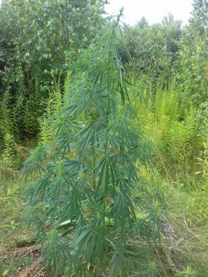 20160603_014122.jpg 20160603_014122.jpg