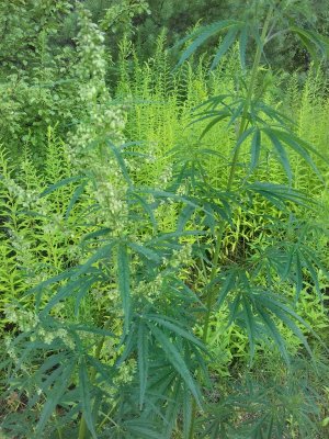 20160603_014156.jpg 20160603_014156.jpg