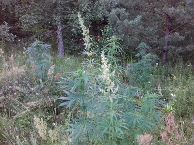 20160605_061554.jpg 20160605_061554.jpg