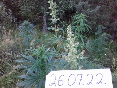 20160605_061626.jpg 20160605_061626.jpg