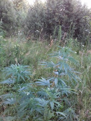 20160605_061708.jpg 20160605_061708.jpg