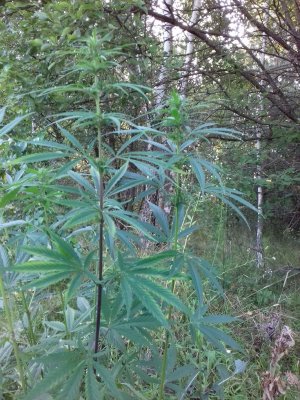 20160605_061728.jpg 20160605_061728.jpg