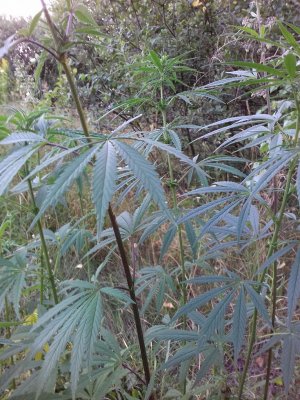 20160605_061813.jpg 20160605_061813.jpg