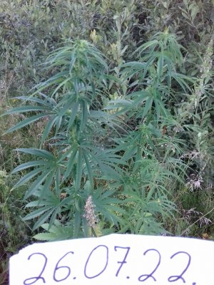 20160605_062141.jpg 20160605_062141.jpg