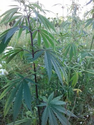 20160605_062521.jpg 20160605_062521.jpg