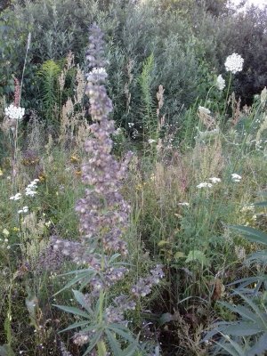 20160605_062552.jpg 20160605_062552.jpg