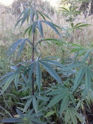 20160605_062659.jpg 20160605_062659.jpg