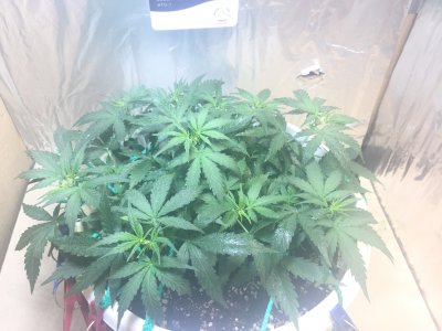 5D6E19CA-65CA-4917-A9B7-76BACC3ED19F.jpeg 5D6E19CA-65CA-4917-A9B7-76BACC3ED19F.jpeg