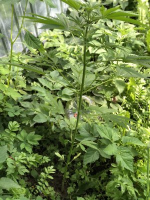 6F3BFBB3-656D-46AB-8129-A1F040F0F539.jpeg 6F3BFBB3-656D-46AB-8129-A1F040F0F539.jpeg