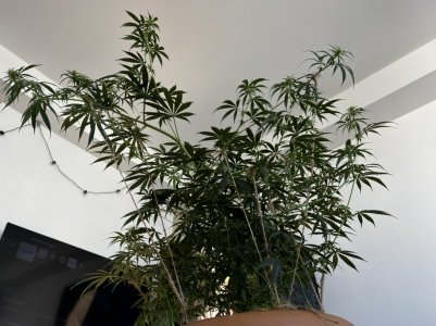 F781ED70-51FE-4F64-88E3-CE9DEDBC36C4.jpeg F781ED70-51FE-4F64-88E3-CE9DEDBC36C4.jpeg