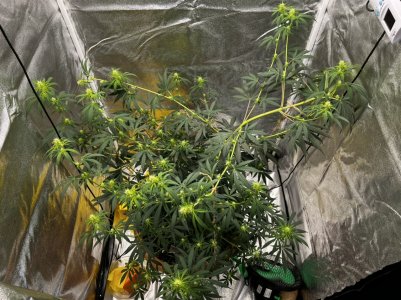 6D9373A3-4262-4CFE-8A47-02A2E38080E5.jpeg 6D9373A3-4262-4CFE-8A47-02A2E38080E5.jpeg