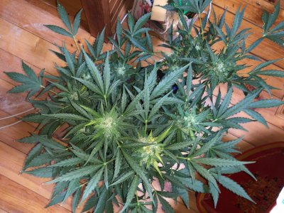 IMG_5590.jpg IMG_5590.jpg