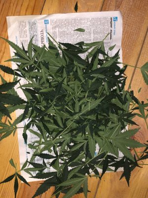 IMG_5593.jpg IMG_5593.jpg